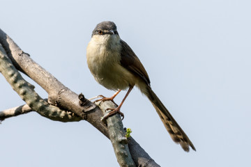 Obraz premium Prinia Bird