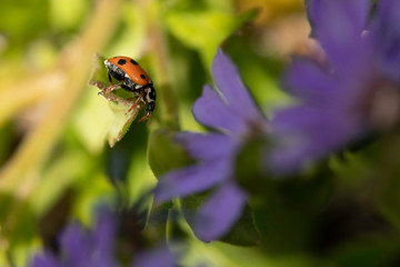 Spotted Amber Ladybird on a flower