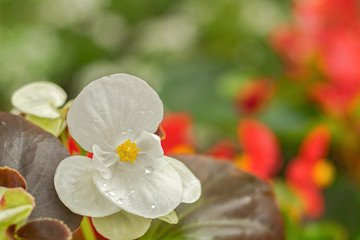 White begonia flower with dew drops on a blurry red-green background. Soft focus.