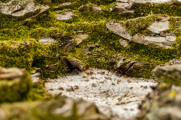 Moss around a crack in a tree