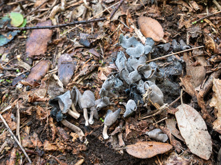 Helvella atra. wild mushroom belonging to the genus Helvella in a natural environment.