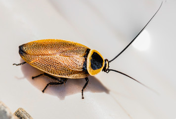 Austral Ellipsidion cockroach adult