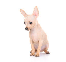 The puppy of that terrier sits. Isolated on a white background