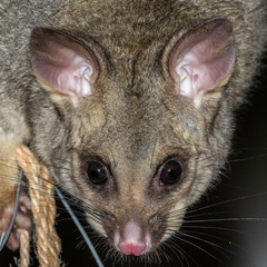 Common Brushtail Possum in a garden tree