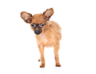 The puppy of that terrier is standing. Isolated on a white background