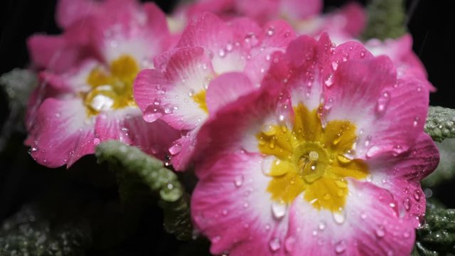 Macro shot of Pink primrose flower with water drops. Dew drops falling on flower petals. Raindrops falling off a flower close up. Purple flower petals with water drops on it.