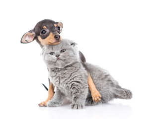 A Scottish breed kitten and a toy terrier puppy are sitting nearby and hugging. Isolated on a white background