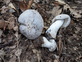 Tricholoma pardinum, spotted tricholoma, tiger tricholoma, is a poisonous gilled mushroom in...