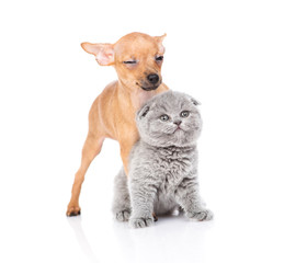 A Scot kitten and a toy terrier puppy are sitting nearby. Isolated on a white background