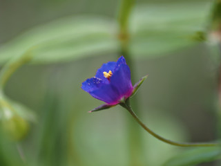 Anagallis arvensis, tiny tiny blue flower.