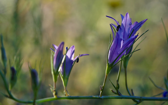 Raponchigo flowers, carrying small coleopteros.