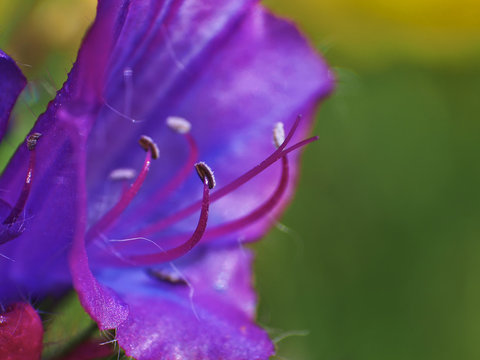 Detail of the profile of the stamens of Viborera