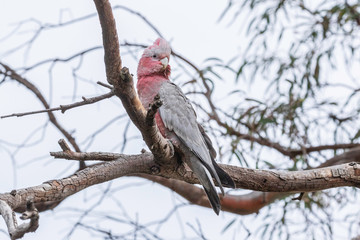 Immature Galahs in a tree