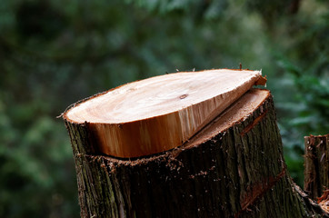 Naklejka na ściany i meble stump of a felled tree in the forest