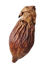 Dried raw betel or areca nut on white background