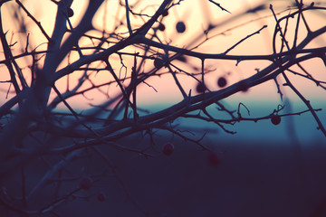 silhouette of a tree