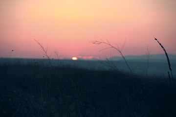 Fototapeta premium sunset in field