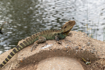 Gippsland Water Dragon near Sullivans Creek