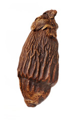 Dried raw betel or areca nut on white background