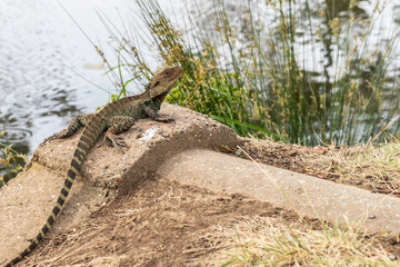 Gippsland Water Dragon near Sullivans Creek