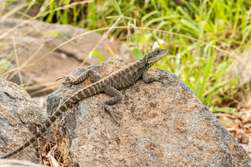 Gippsland Water Dragon near Sullivans Creek