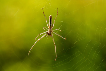Long-jawed spider in its web consuming prey over Sullivans Creek