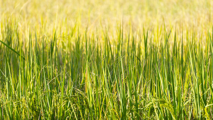 Beautiful rice fields in the green fields