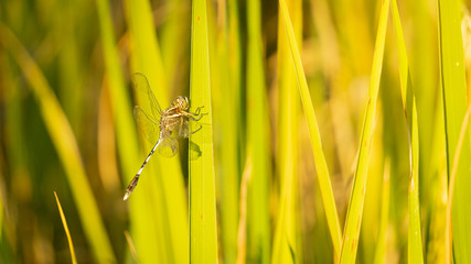 Dragonflies stuck on rice plants that are orange-green