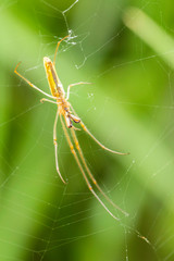 Long-jawed spider in its web over Sullivans Creek