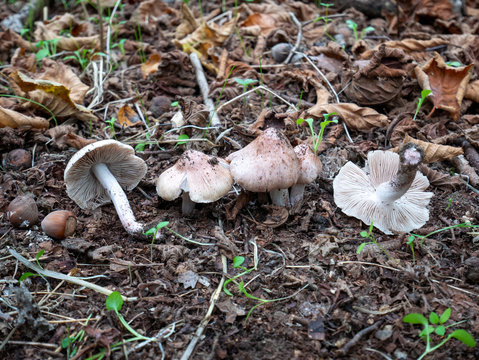 poisonous mushroom belonging to the Inocybe genus in a natural environment
