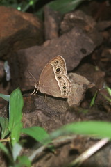 The Bushbrown butterfly uses its ocelli to decieve predators, making them believe they are its eyes.