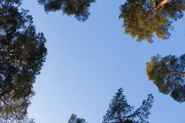 View on the sky throught pine