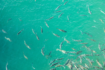 Shoal of fish in seawater, many sea fishes top view, free in the sea, sea fishes on the water surface, on the surface of the sea water aquamarine azure reflection turquoise blue abstract background