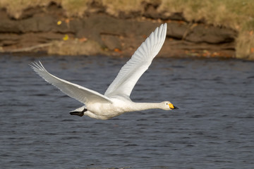 Fototapeta na wymiar Whooper Swan Flying