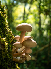poplar mushroom in natural environment. Cyclocybe aegerita,  Agrocybe cylindracea, Agrocybe aegerita