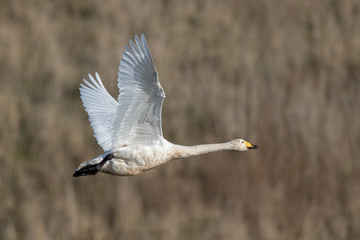 Whooper Swan Flying