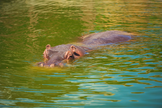 Hippo in the water in the lake. Hippopotamus in the zoo in captivity.   The zoo of the city of Shymkent in southern Kazakhstan