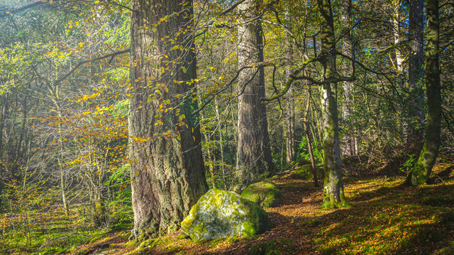 Trees with leaves changing colour in Scottish forest on sunny autumn day.Tranquil woodland landscape scene.