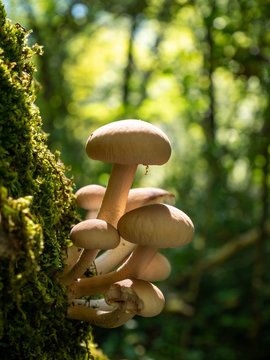 poplar mushroom in natural environment. Cyclocybe aegerita,  Agrocybe cylindracea, Agrocybe aegerita