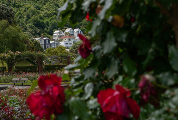 Wellington Botanic garden.  Roses