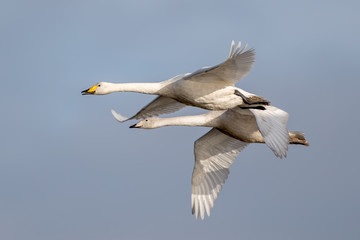 Whooper Swan Flying