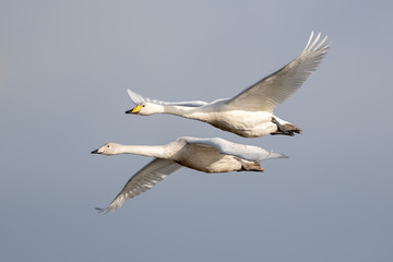 Whooper Swan Flying