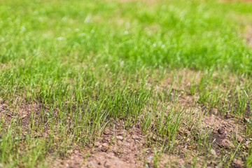 close-up of new grass growing on lawn with dry soil