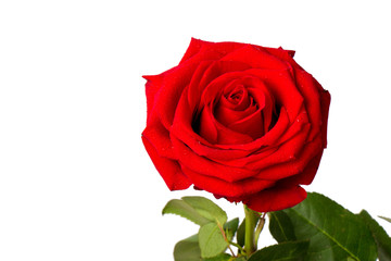 Red rose close-up with water droplets on a white background.