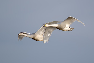 Whooper Swan Flying