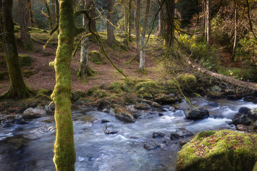 Obraz premium Trees covered with moss lit by afternoon light growing on banks of mountain stream in Scottish highlands.Natural background.Tranquil woodland landscape scene.