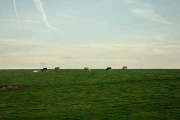 cows in the field