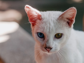 Odd eye cat (Heterochromia)