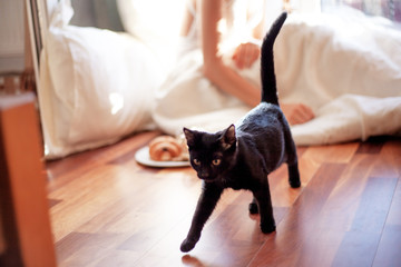 Curious kitten is hunting to female breakfast against the backgroun woman enjoy the sun at the morning on cozy bed