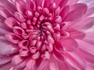 a beautiful close up pink dahlia